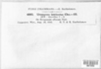 Uromyces intricatus image